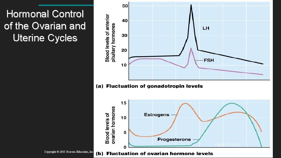 Hormonal Control of the Ovarian and Uterine Cycles Figure 16. 12 a, b Copyright