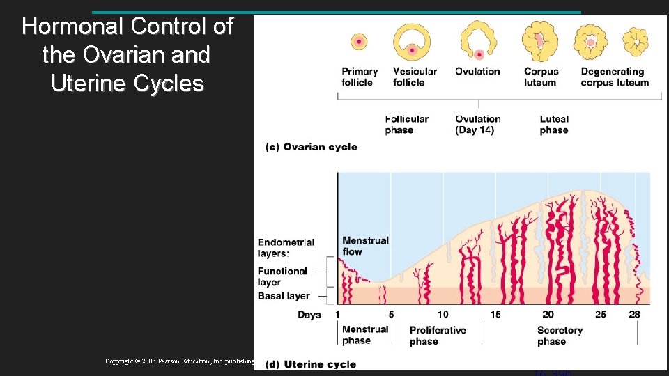 Hormonal Control of the Ovarian and Uterine Cycles Figure 16. 12 c, d Copyright