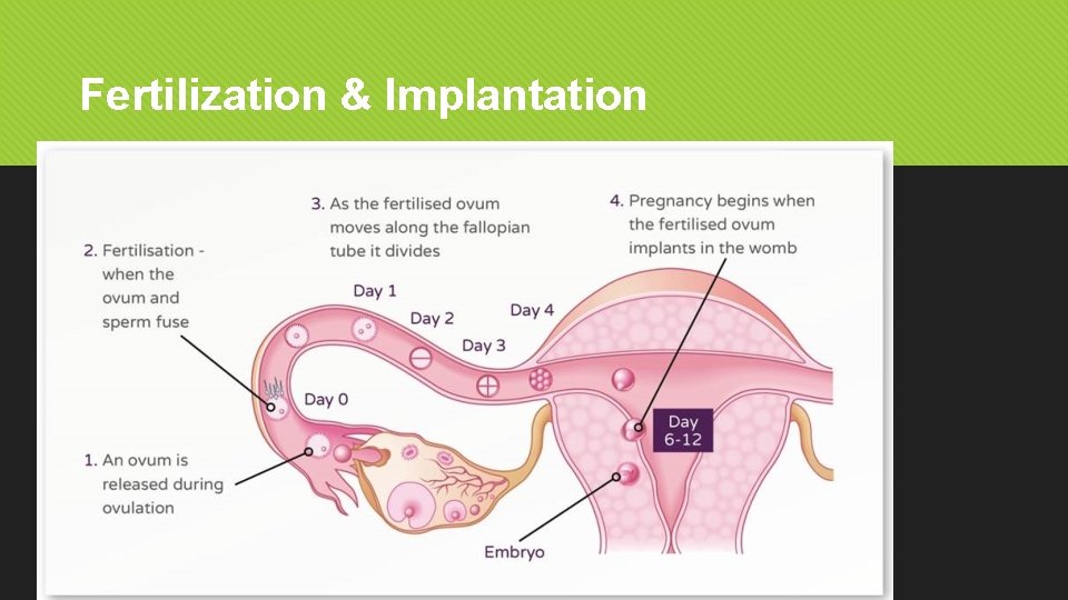 Fertilization & Implantation 