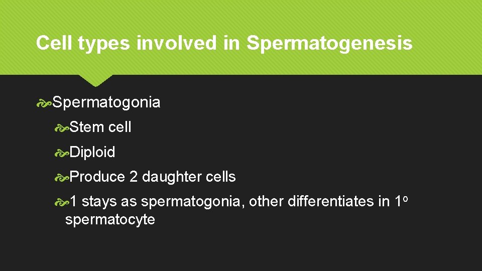 Cell types involved in Spermatogenesis Spermatogonia Stem cell Diploid Produce 2 daughter cells 1