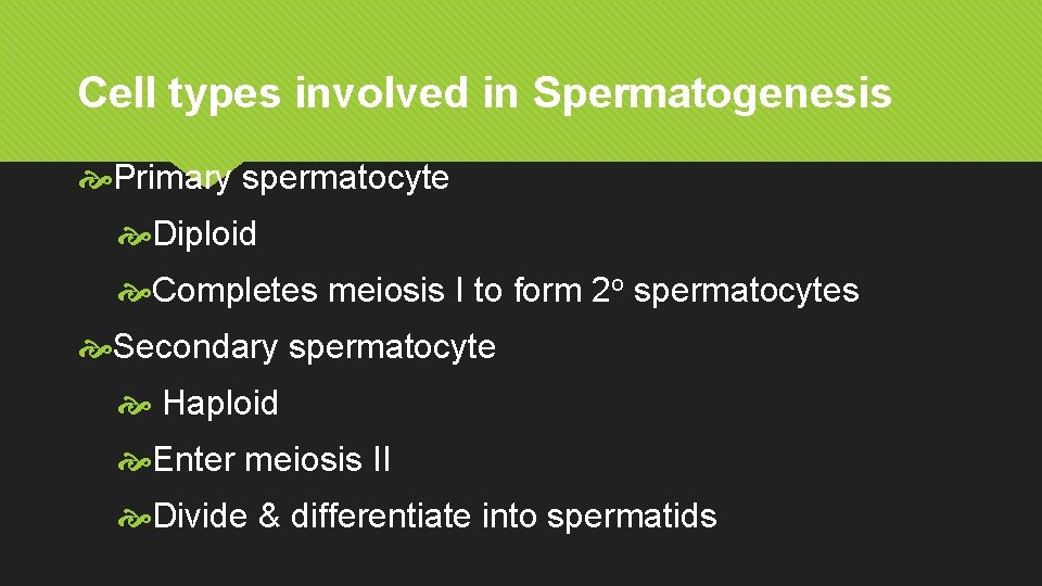 Cell types involved in Spermatogenesis Primary spermatocyte Diploid Completes meiosis I to form 2