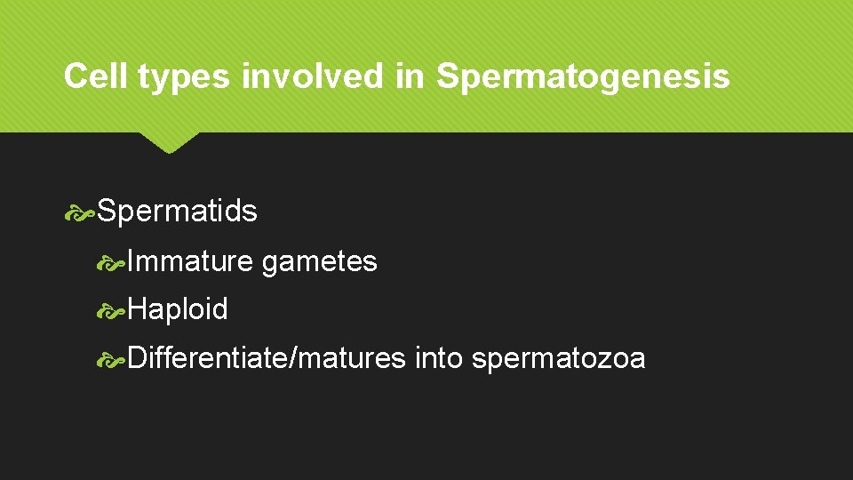Cell types involved in Spermatogenesis Spermatids Immature gametes Haploid Differentiate/matures into spermatozoa 