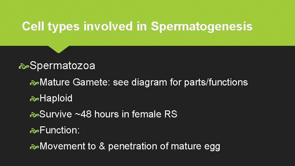 Cell types involved in Spermatogenesis Spermatozoa Mature Gamete: see diagram for parts/functions Haploid Survive