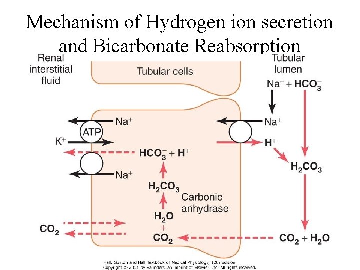 Mechanism of Hydrogen ion secretion and Bicarbonate Reabsorption 