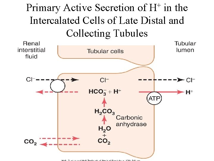 Primary Active Secretion of H+ in the Intercalated Cells of Late Distal and Collecting