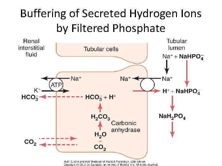 Buffering of Secreted Hydrogen Ions by Filtered Phosphate 