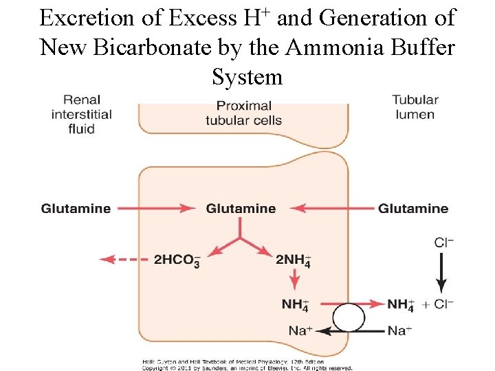 Excretion of Excess H+ and Generation of New Bicarbonate by the Ammonia Buffer System