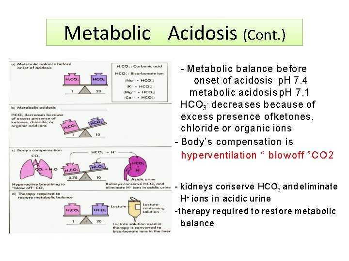 Metabolic Acidosis (Cont. ) - Metabolic balance before onset of acidosis p. H 7.