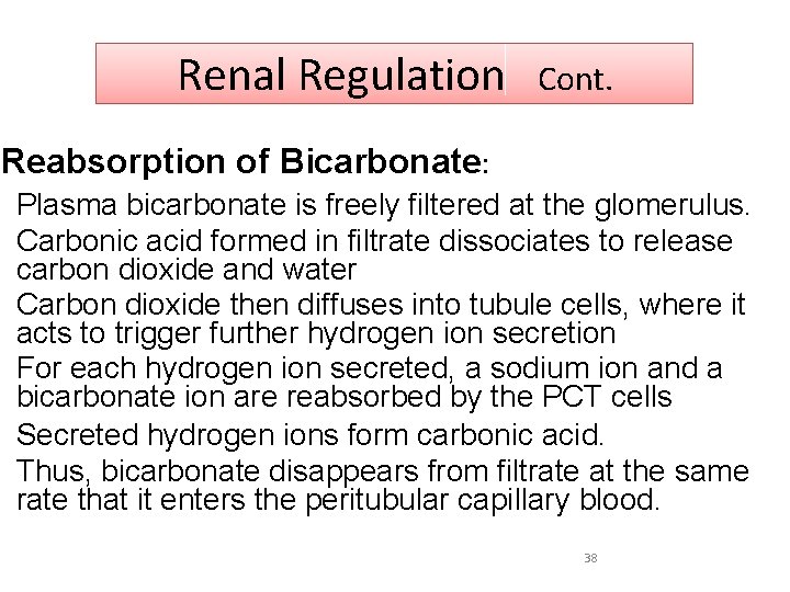 Renal Regulation Cont. Reabsorption of Bicarbonate: Plasma bicarbonate is freely filtered at the glomerulus.