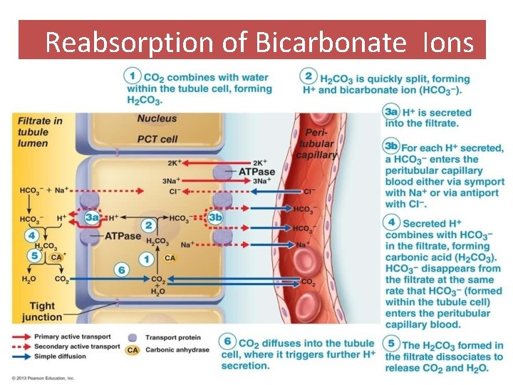 Reabsorption of Bicarbonate Ions 06/21/14 21 