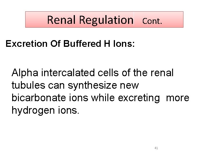 Renal Regulation Cont. Excretion Of Buffered H Ions: Alpha intercalated cells of the renal