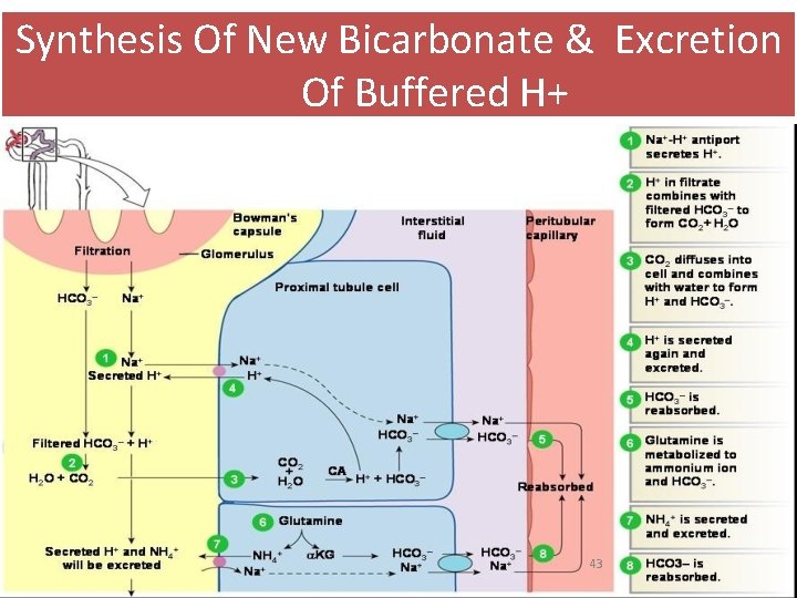 Synthesis Of New Bicarbonate & Excretion Of Buffered H+ 43 