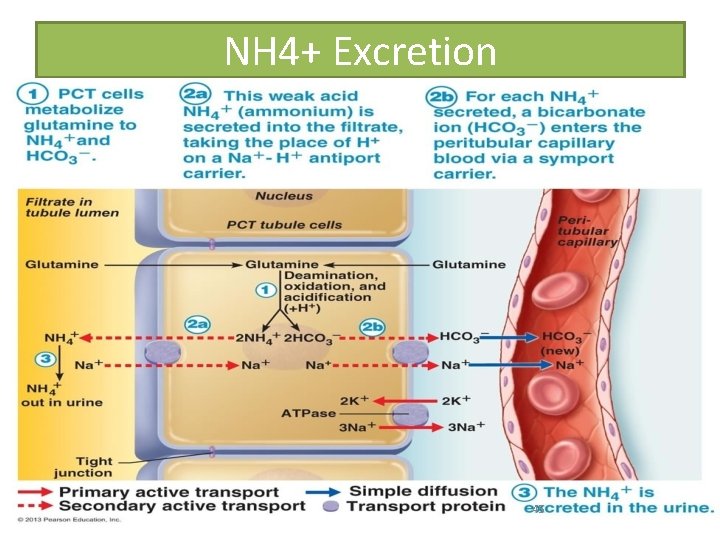 NH 4+ Excretion 45 