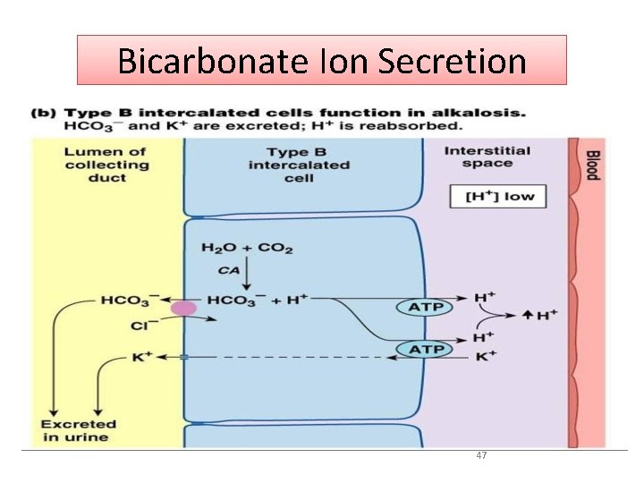 Bicarbonate Ion Secretion 47 