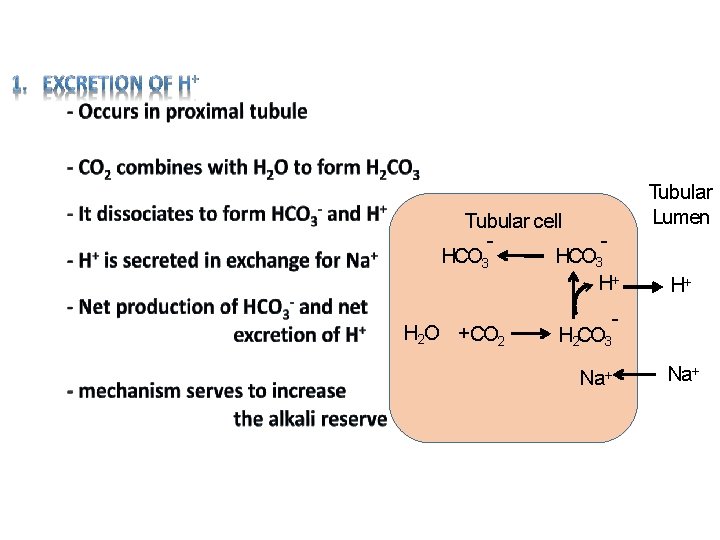 Tubular cell - HCO 3 H 2 O +CO 2 Tubular Lumen - HCO