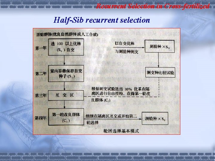Recurrent Selection in Cross-fertilized Half-Sib recurrent selection 