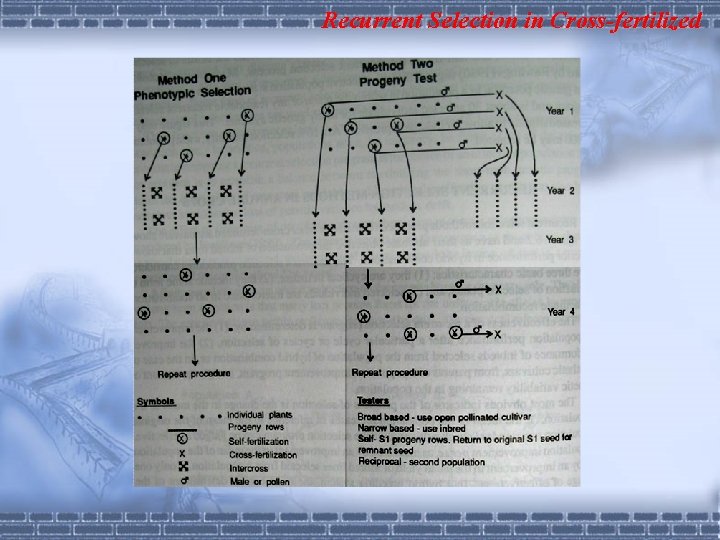 Plant Breeding Chapter 16 Recurrent Selection in Crossfertilized