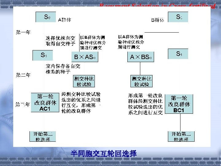 Recurrent Selection in Cross-fertilized 半同胞交互轮回选择 