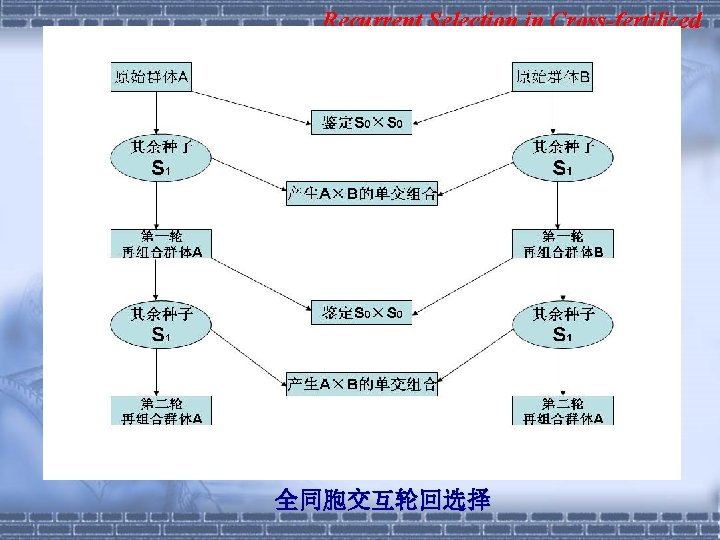 Recurrent Selection in Cross-fertilized 全同胞交互轮回选择 