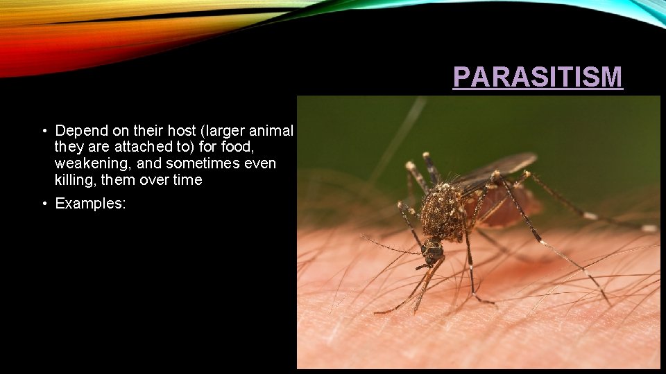 PARASITISM • Depend on their host (larger animal they are attached to) for food,