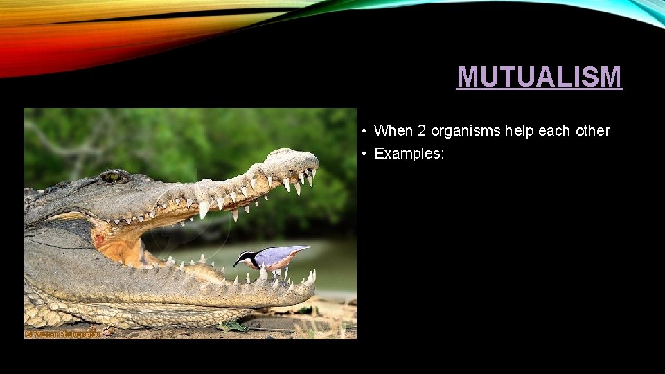 MUTUALISM • When 2 organisms help each other • Examples: 