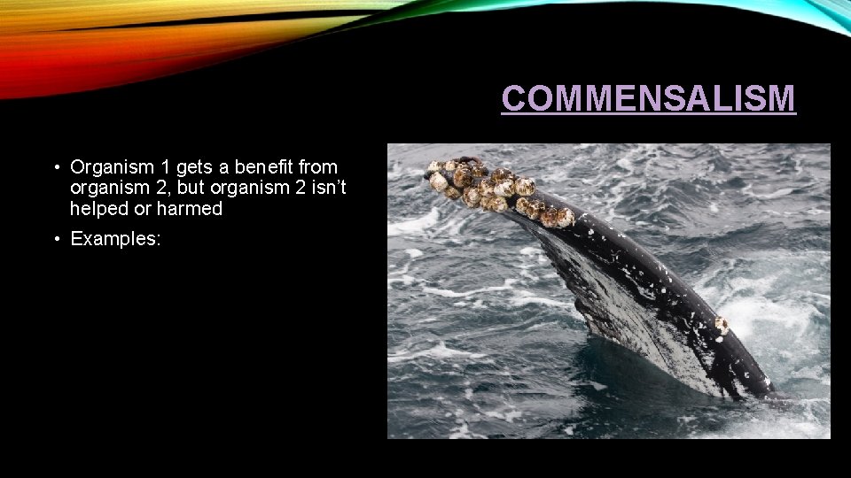 COMMENSALISM • Organism 1 gets a benefit from organism 2, but organism 2 isn’t