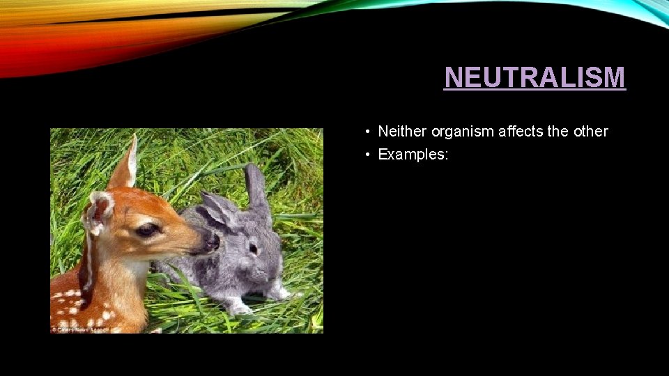 NEUTRALISM • Neither organism affects the other • Examples: 