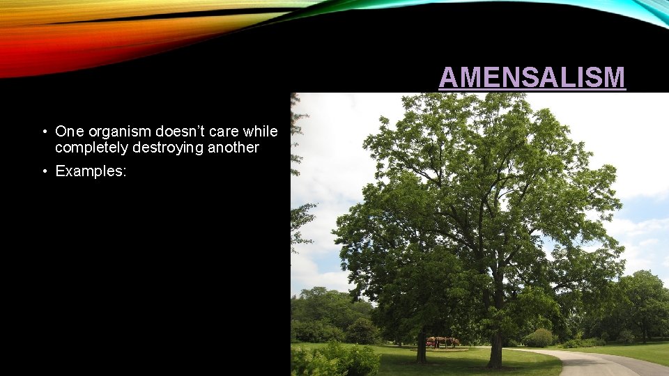 AMENSALISM • One organism doesn’t care while completely destroying another • Examples: 