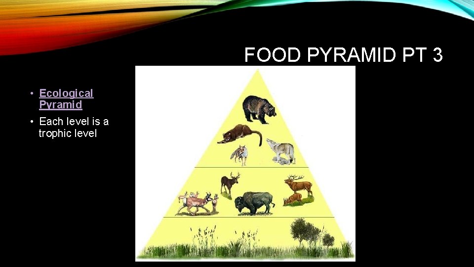 FOOD PYRAMID PT 3 • Ecological Pyramid • Each level is a trophic level