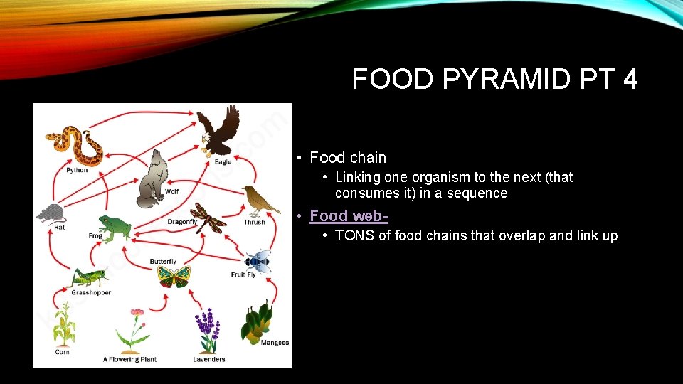 FOOD PYRAMID PT 4 • Food chain • Linking one organism to the next