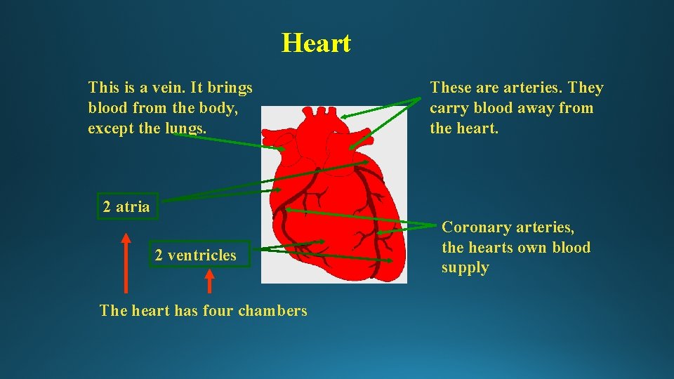 Heart This is a vein. It brings blood from the body, except the lungs.