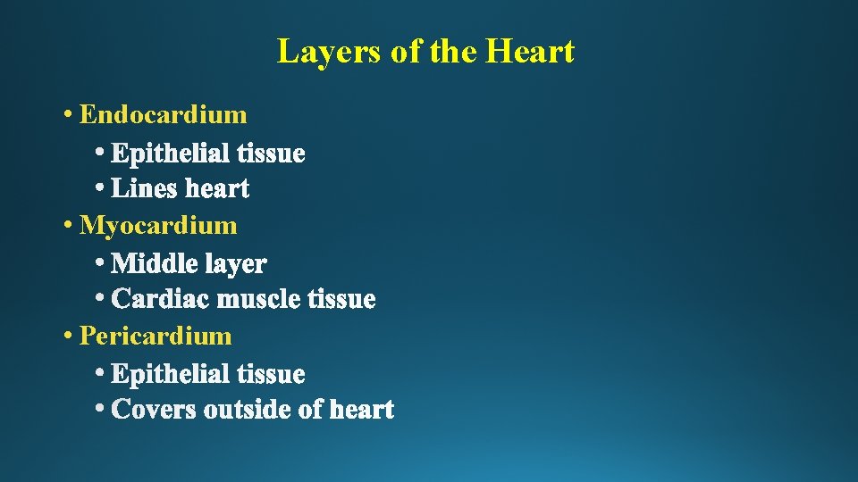 Layers of the Heart • Endocardium • Myocardium • Pericardium 