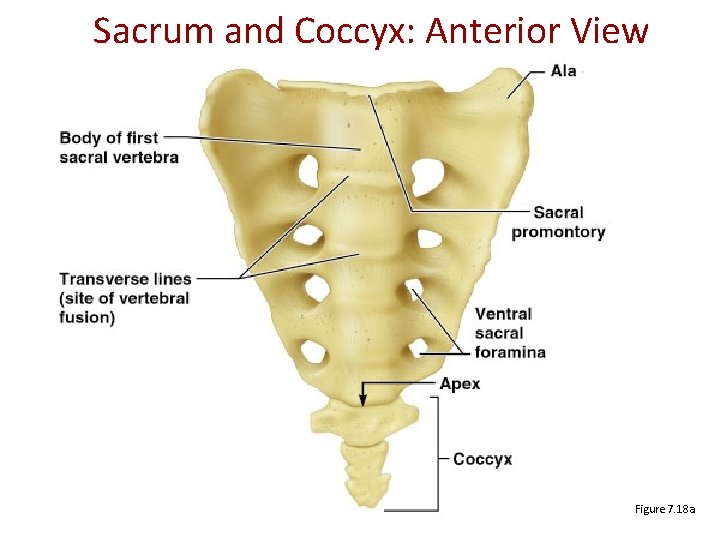 Sacrum and Coccyx: Anterior View Figure 7. 18 a 