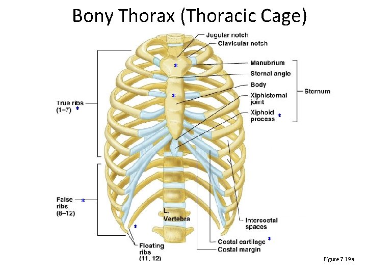 Bony Thorax (Thoracic Cage) * * * * Figure 7. 19 a 