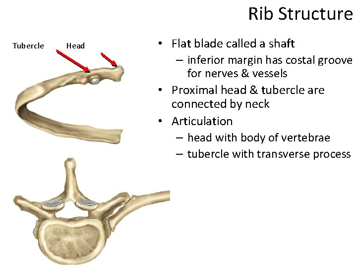 Rib Structure Tubercle Head • Flat blade called a shaft – inferior margin has