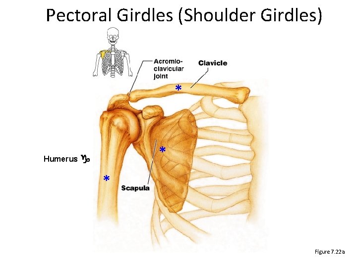 Pectoral Girdles (Shoulder Girdles) * * Humerus g * Figure 7. 22 a 