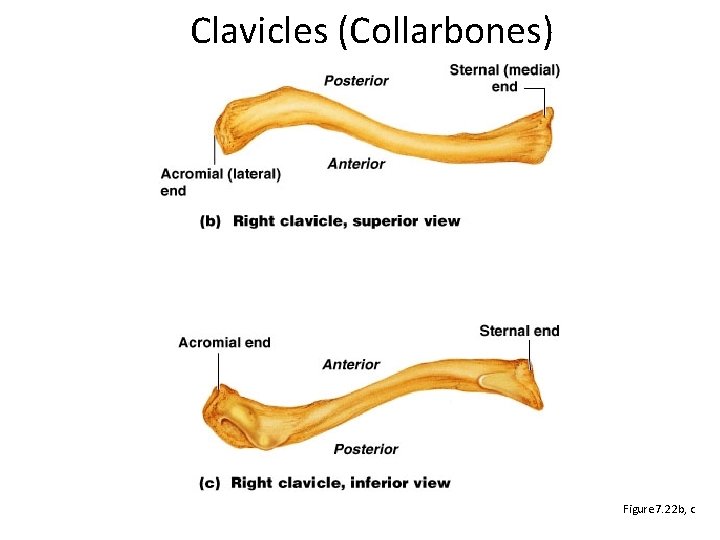 Clavicles (Collarbones) Figure 7. 22 b, c 