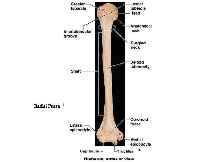 * Radial Fossa * * * 