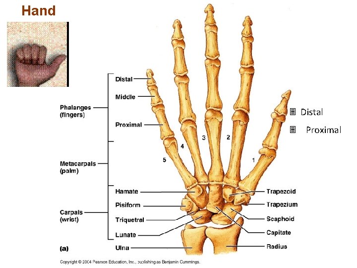 Hand 3 Distal 3 Proximal 