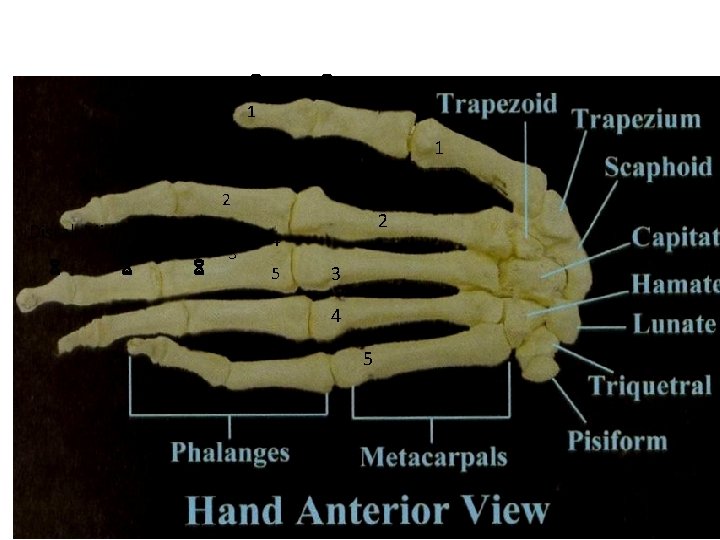 6 Distal 6 Proximal 1 1 2 Distal Middle Proximal 6 6 6 3