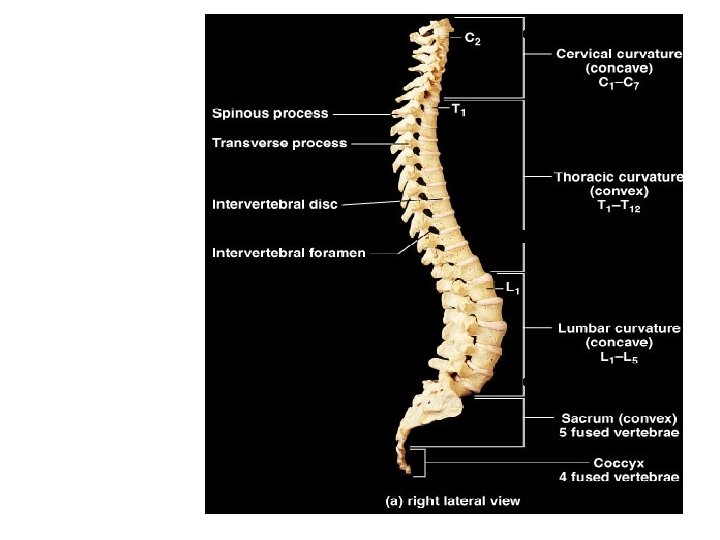 Lordosis Kyphosis Lordosis Pelvic Kyphotic Curve 9 