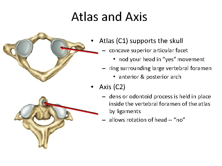 Atlas and Axis • Atlas (C 1) supports the skull – concave superior articular