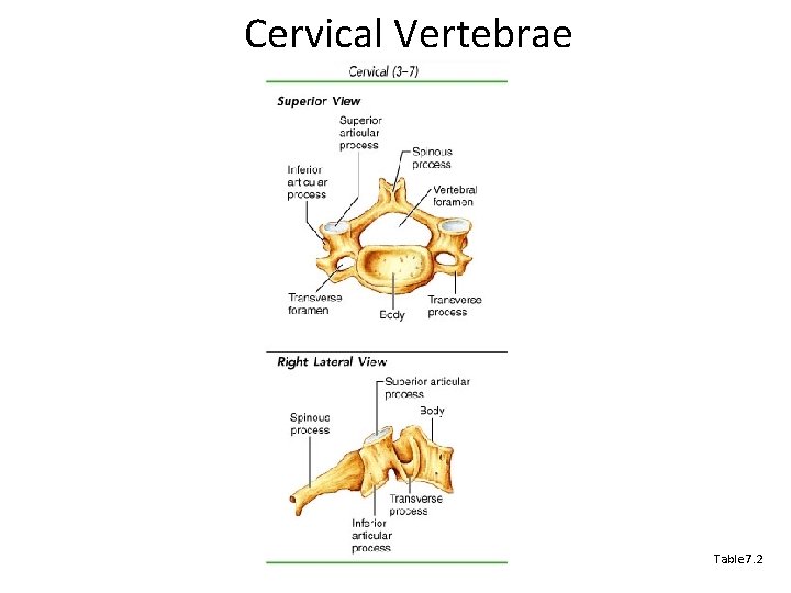 Cervical Vertebrae Table 7. 2 