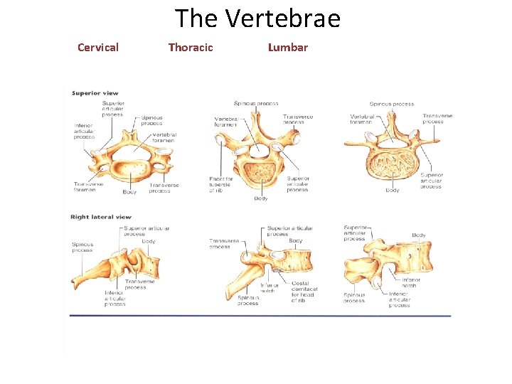 The Vertebrae Cervical Thoracic Lumbar 