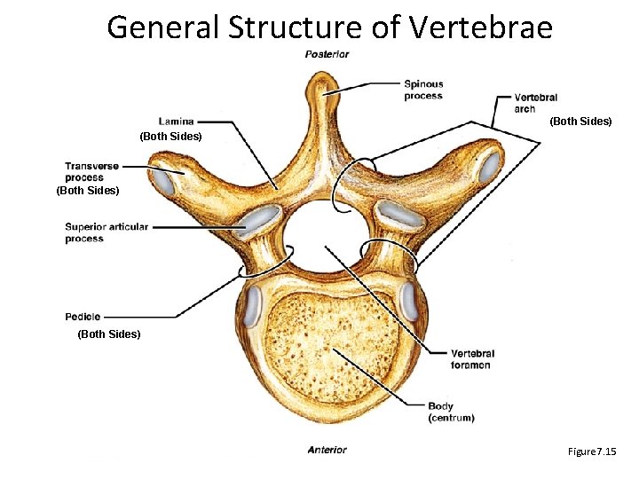 General Structure of Vertebrae (Both Sides) Figure 7. 15 