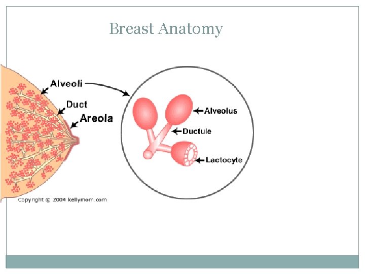 Breast Anatomy 