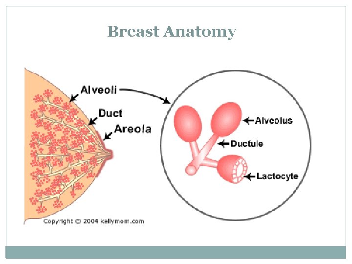 Breast Anatomy 