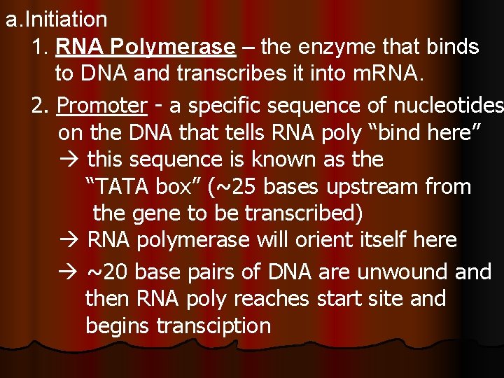 a. Initiation 1. RNA Polymerase – the enzyme that binds to DNA and transcribes