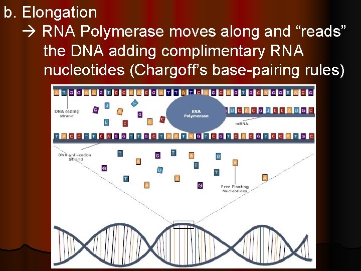 b. Elongation RNA Polymerase moves along and “reads” the DNA adding complimentary RNA nucleotides