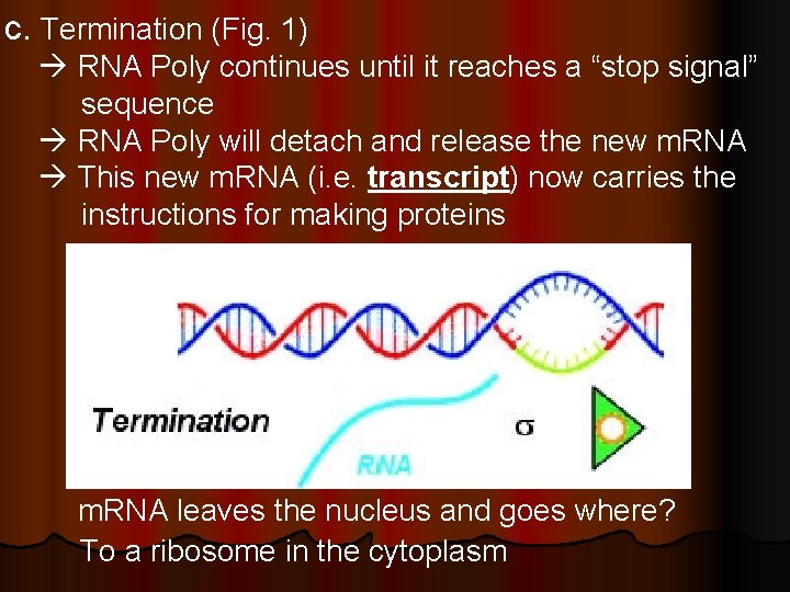 c. Termination (Fig. 1) RNA Poly continues until it reaches a “stop signal” sequence